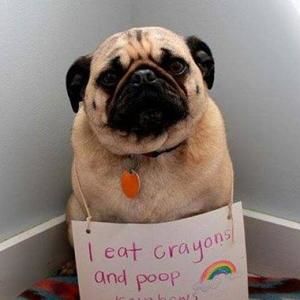 Meet your Posher, Casey